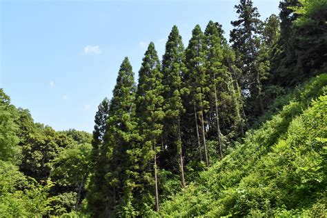 杉樹種類|杉（スギ）の種類 